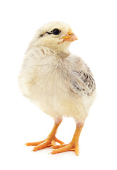 One small white chicken.