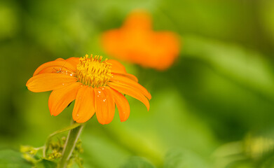 Tree marigold Mexican sunflower with pollen and a bug on the leaves