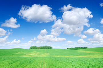 Idyllic view, green field and the blue sky with white clouds