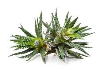 Stems of striped haworthia.