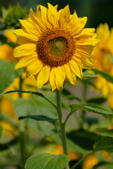 Obraz premium Sunflower on green field
