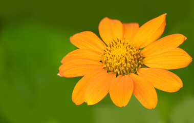 Tree marigold Mexican sunflower bright yellow orange