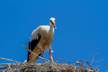 Young storks