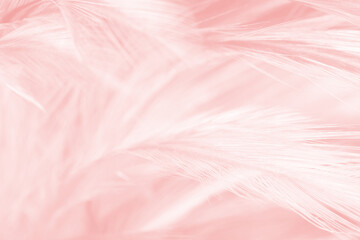 Obraz premium Beautiful light pink feather pattern texture background