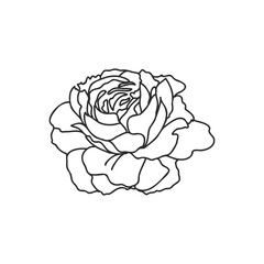Rose sketch. Black outline on white background. Vector illustration.