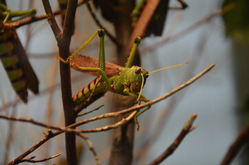 Giant grasshopper (Tropidacris collaris) in Frankfurt zoo