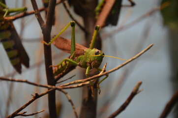 Giant grasshopper (Tropidacris collaris) in Frankfurt zoo