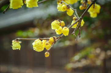 蝋梅の花