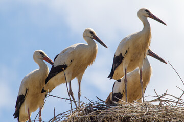 Stork in the nest