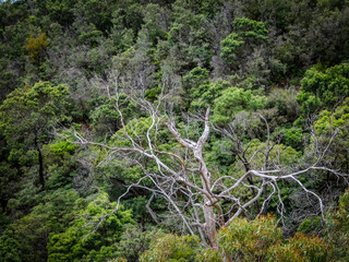 Dead Tree In Forest