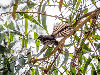 Grey Fantail Fanning