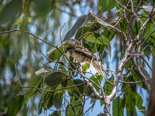 Grey Fantail In Gum