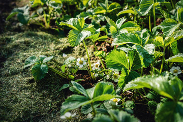 Strawberry  blossoms flowers in morning dew. Strawberry growth bed with grass mulch. Ecological home gardening, healthy lifestyle.