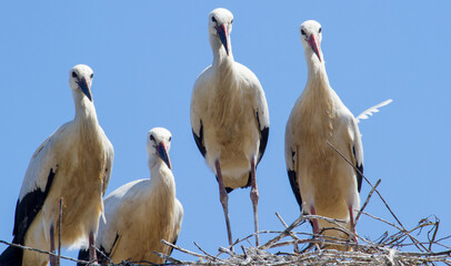 Young storks