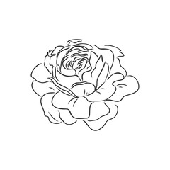 Rose sketch. Black outline on white background. Vector illustration.