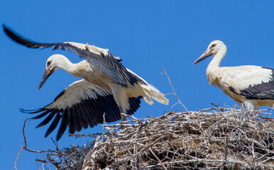 Young storks
