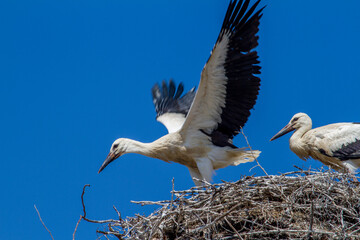 Young storks