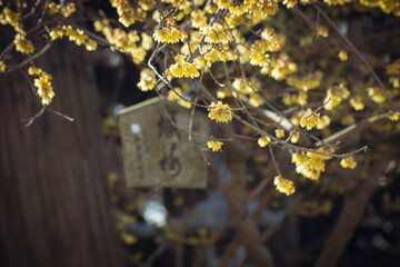 Obraz na płótnie Canvas 滋賀県近江八幡市の沙沙貴神社に咲く蝋梅