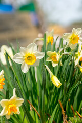 Fototapeta premium Daffodils in a sunny spring garden