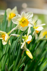 Daffodils in a sunny spring garden