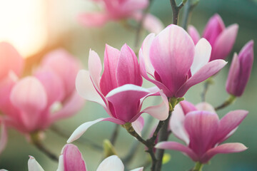 blooming pink magnolia tree, nature background, fresh spring flowers at sunrise light © zakalinka