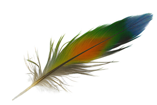 Beautiful macaw parrot lovebird feather on white background