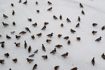 Fototapeta premium A flock of ducks eat bread crumbs. Photo from above.