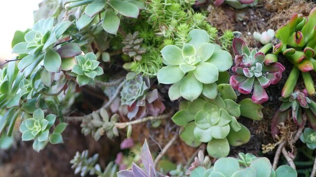 Succulent plants collection, gardening in California, USA. Home garden design, diversity of various botanical hen and chicks. Assorted mix of decorative ornamental echeveria houseplants, floriculture.
