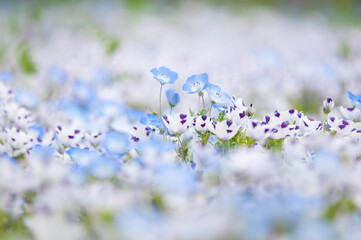 イノセントワールド