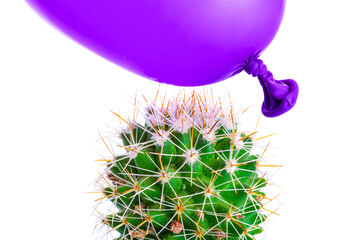 Cactus and air balloon on white background