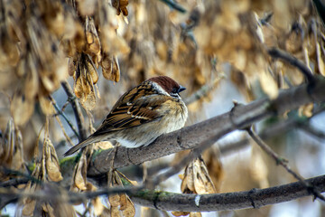 sparrow on a branch in winter park