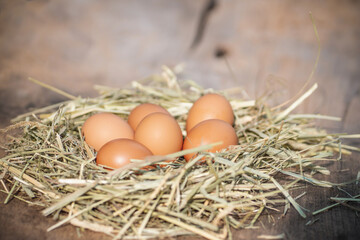 close up eggs in hay nest on wood