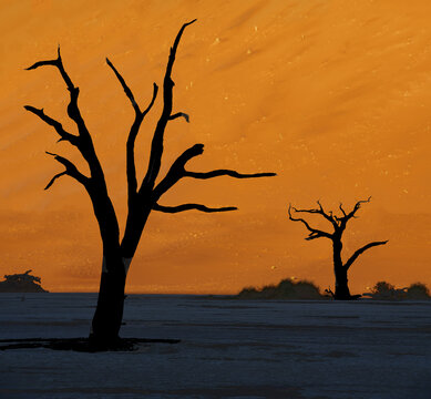 Morning light on acacia tree skeletons of Deadvlei-Sossusvlei, Namibia