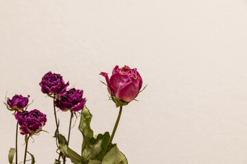 Obraz premium バラのドライフラワー