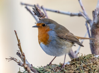 robin feeding
