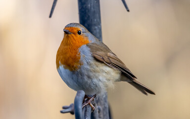 robin on a branch