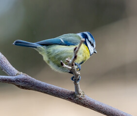 blue tit on a branch
