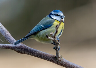 blue tit on a branch