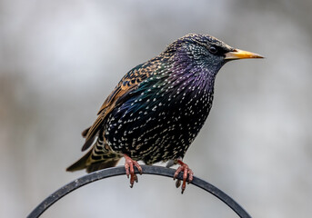 starling on a branch