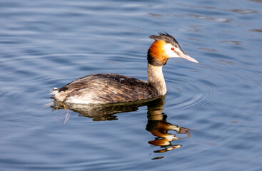 great crested grebe on a lake