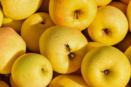 Once harvested, ripe apples attract bees