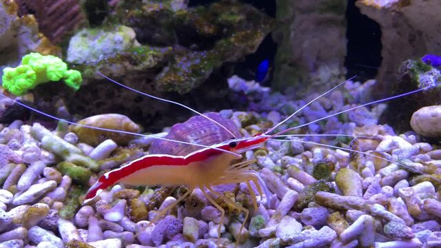 Weissband Putzergarnele, Lysmata amboinensis im Meerwasseraquarium
