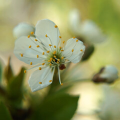 White spring flower.  An apple blossom against a light green background. Lovely bokeh.
