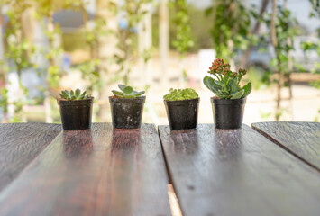 Cactus in a cute on the table with morning natural light background