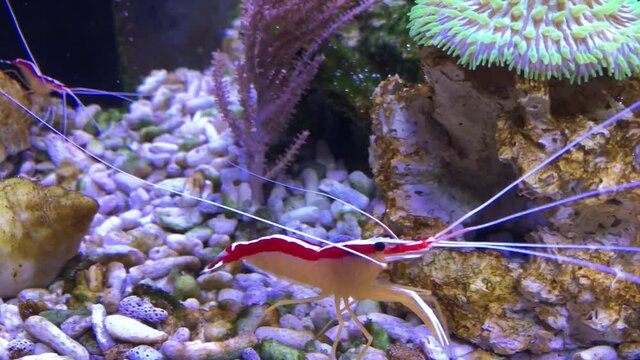 Weissband Putzergarnele, Lysmata amboinensis im Meerwasseraquarium
