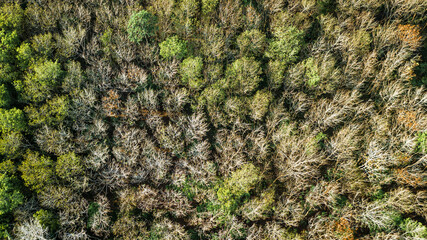 An aerial view of forest .