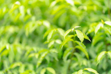 Closeup green leaf on blur background