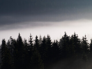 Christmas trees in the fog in the mountains. High quality photo