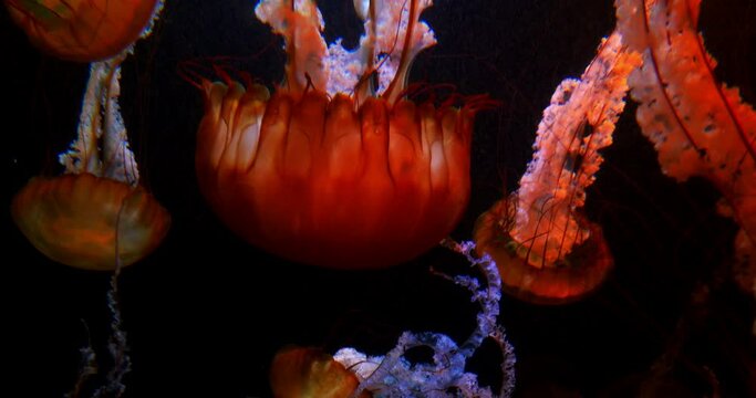 Jellyfish Pacific Sea Nettle Swimming in Underwater Ocean