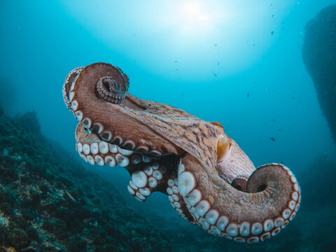 Octopus vulgaris